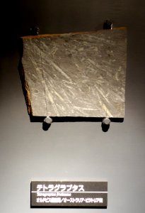 Tetragraptus fruticosus - National Museum of Nature and Science, Tokyo - DSC07697