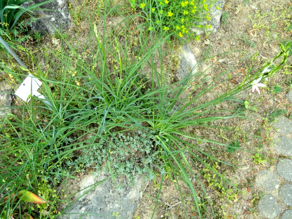 Teucrium polium - Botanischer Garten Freiburg - DSC06407