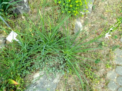 Teucrium polium - Botanischer Garten Freiburg - DSC06407