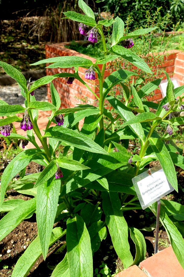 Symphytum officinale - Orto botanico - Rome, Italy - DSC00128