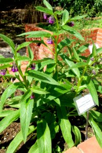 Symphytum officinale - Orto botanico - Rome, Italy - DSC00128