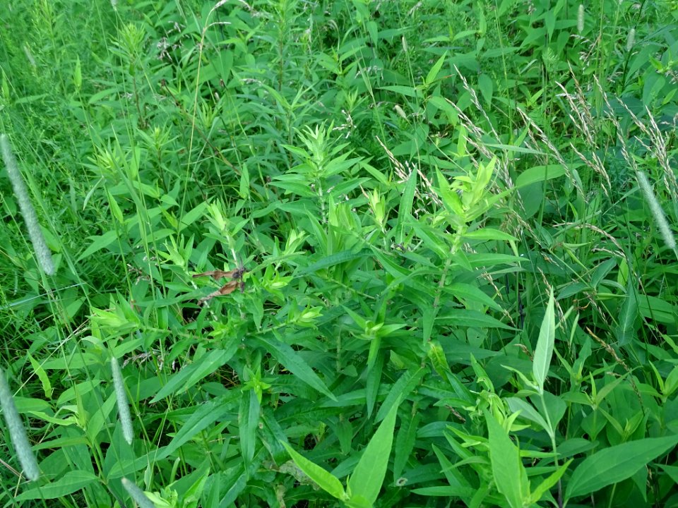 Symphyotrichum novae-angliae leaf (05)