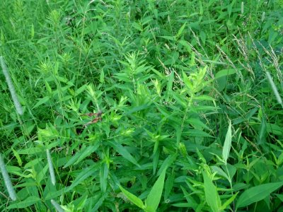 Symphyotrichum novae-angliae leaf (05)