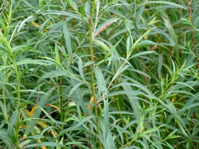 Symphyotrichum lanceolatum leaf (05)