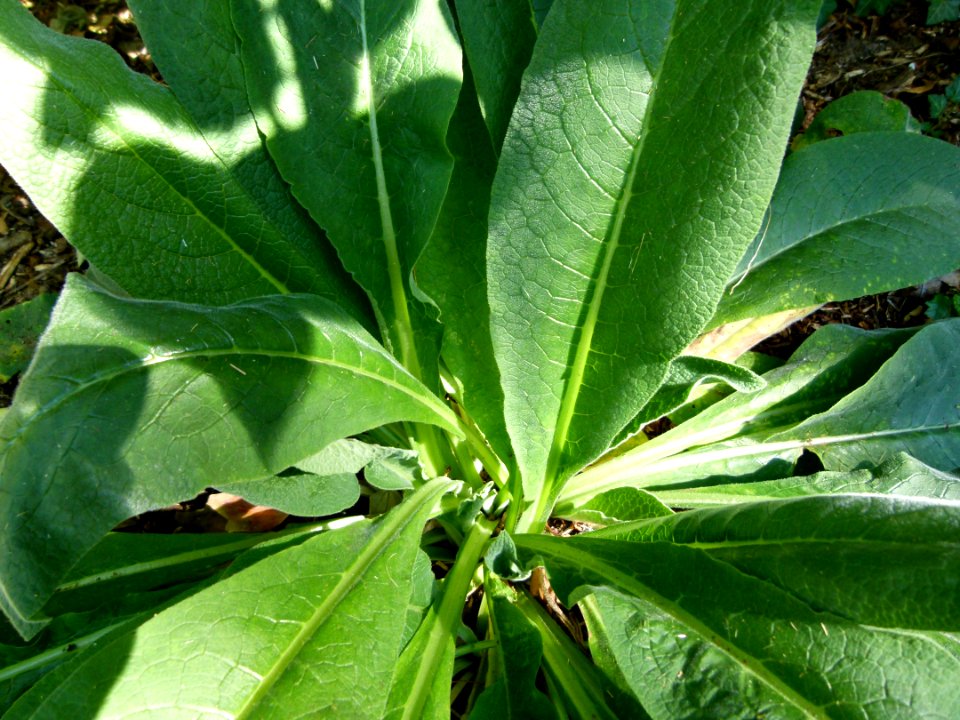Symphytum officinale au jardin insolite