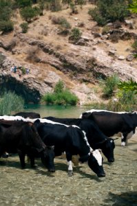 Swimming upstream from the Nahla Valley, a mixed Assyrian and Kurdish area in the Kurdistan Region of Iraq 15