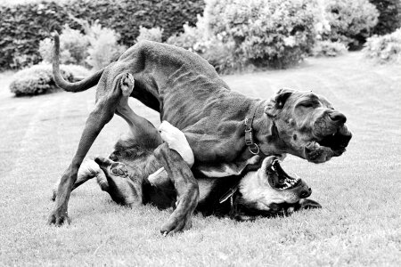 Great dane judo match