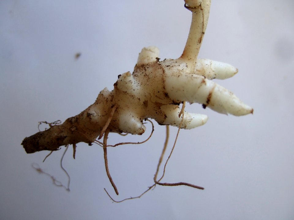 Symphytum officinaleaaaaa