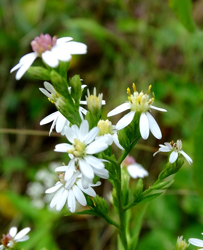 Symphyotrichum urophyllum 50180817