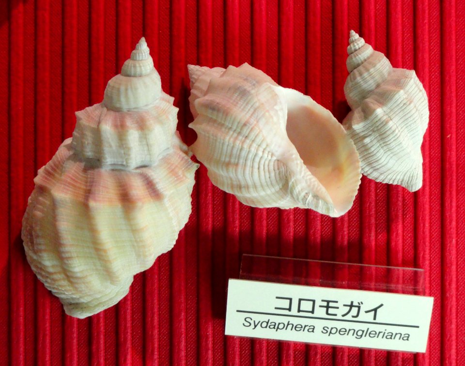 Sydaphera spengleriana - Osaka Museum of Natural History - DSC07798
