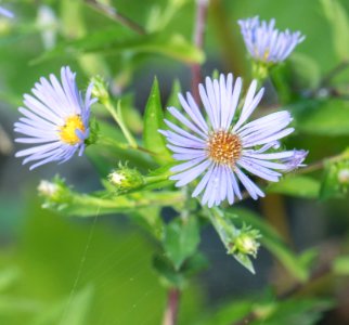 Symphyotrichum puniceum flowers