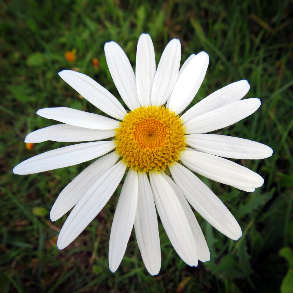 Nature summer blossom