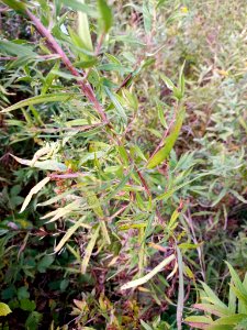 Symphyotrichum praealtum 99990262