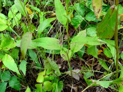 Symphyotrichum urophyllum 50180834