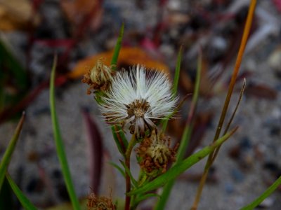 Symphyotrichum robynsianum seedhead