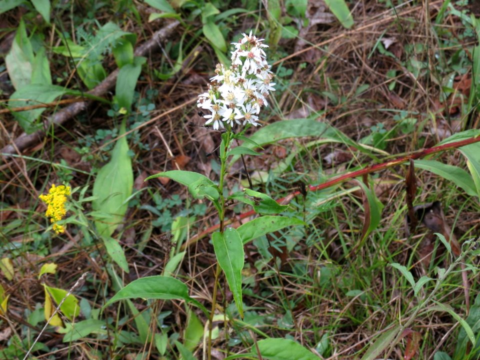 Symphyotrichum urophyllum