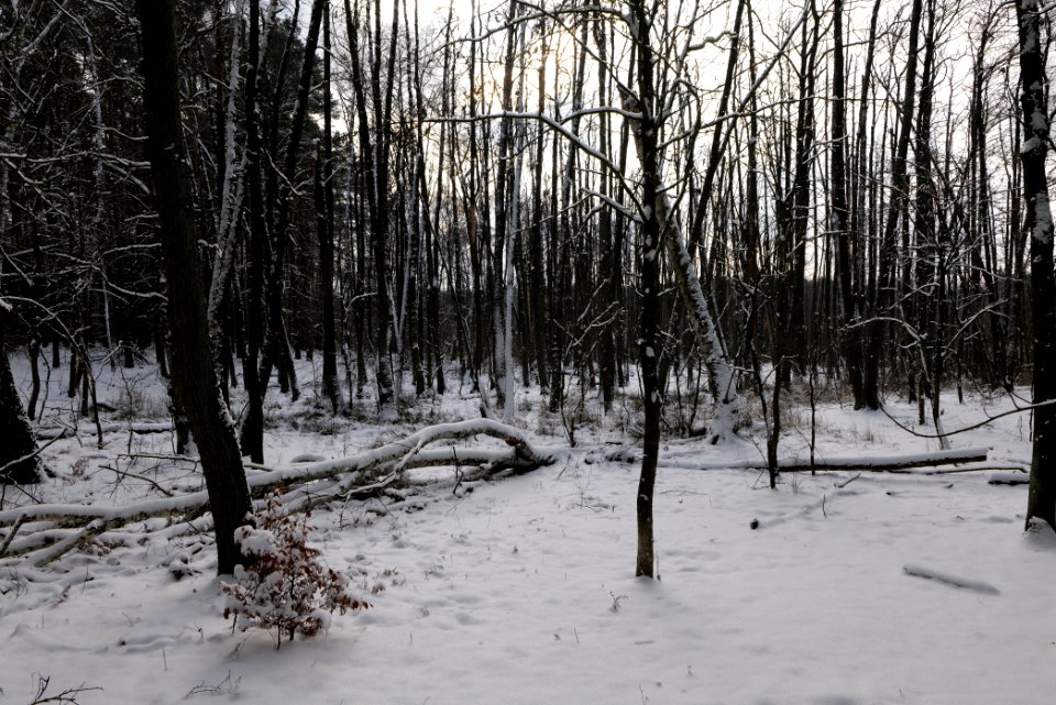 Teufelsbruch with snow 2021-02-10 14