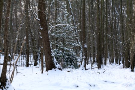 Teufelsbruch und Nebenmoore nature reserve with snow 2021-02-10 04