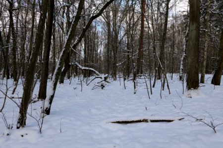 Teufelsbruch und Nebenmoore nature reserve with snow 2021-02-10 01