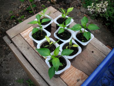 SweetPeppersYogurtPots