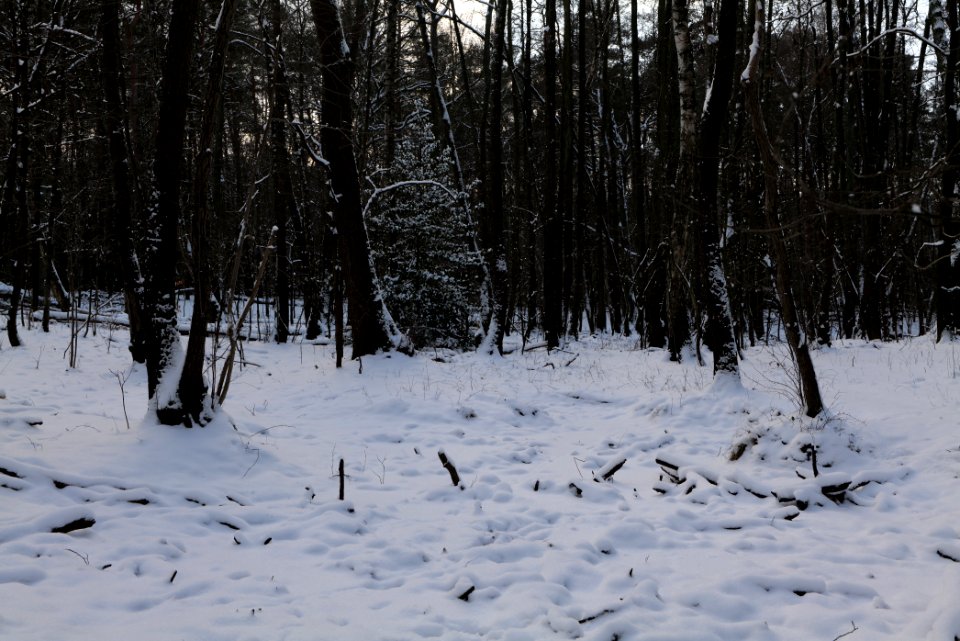 Teufelsbruch und Nebenmoore nature reserve with snow 2021-02-10 03