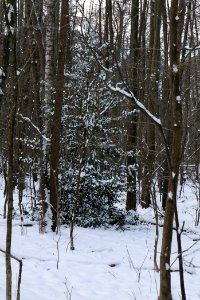 Teufelsbruch und Nebenmoore nature reserve with snow 2021-02-10 05