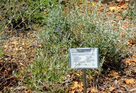 Teucrium fruticans - Manhattan Beach Botanical Garden - Manhattan Beach, CA - DSC01242