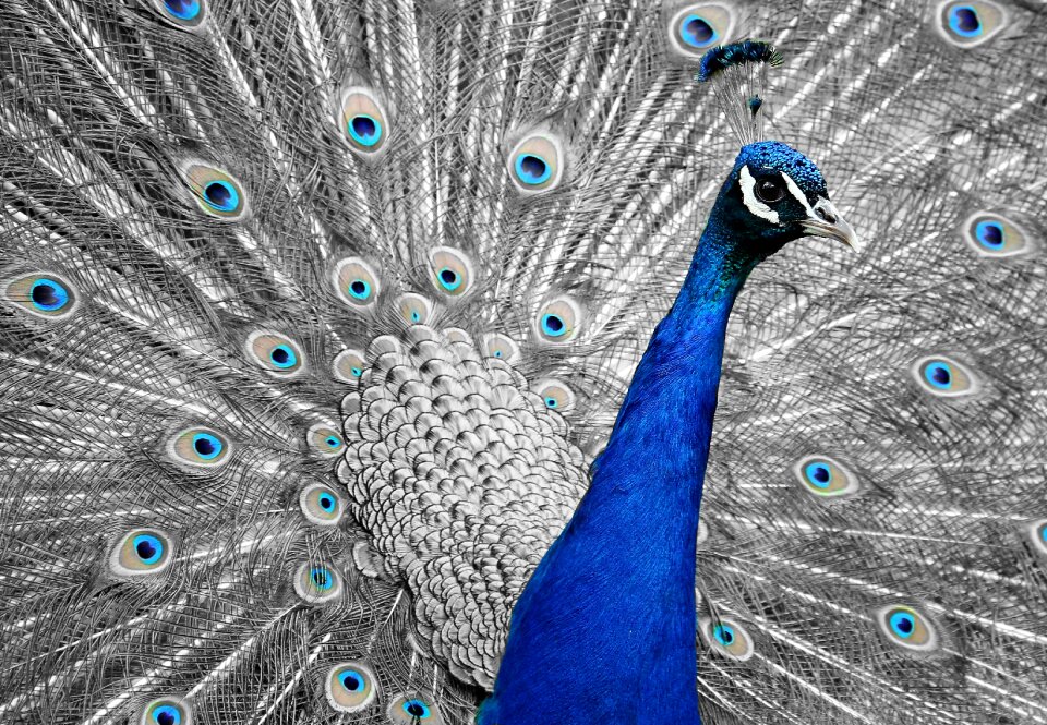 Feather vanity iridescent