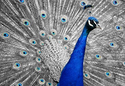 Feather vanity iridescent