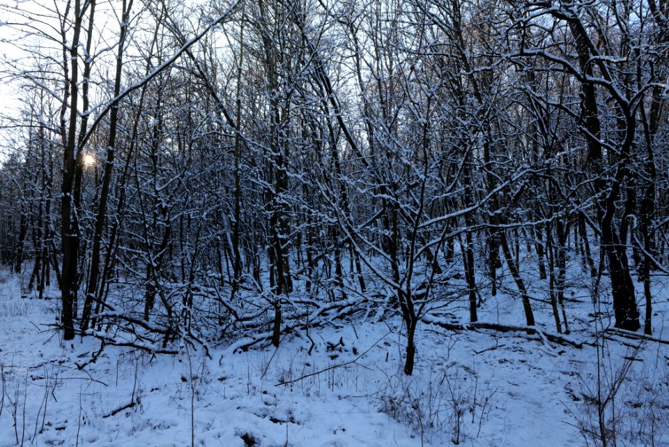 Teufelsberg with snow 2021-01-31 09