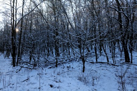 Teufelsberg with snow 2021-01-31 10 photo