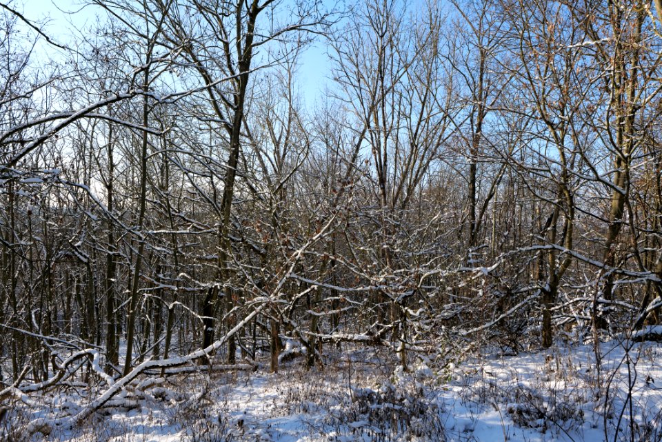 Teufelsberg with snow 2021-01-31 07