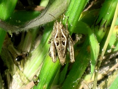 Tetrix tenuicornis (Pygmy locust sp.), Arnhem, the Netherlands