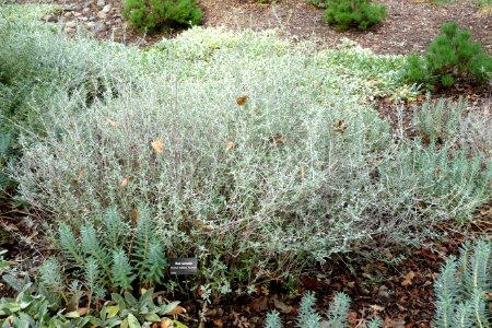 Teucrium fruticans 'Azureum' - McConnell Arboretum & Botanical Gardens - DSC02941