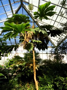 Tetrapanax papyrifer - Lyman Plant House, Smith College - DSC04380