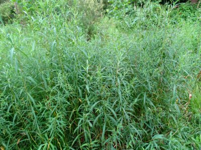Symphyotrichum lanceolatum plant (08)