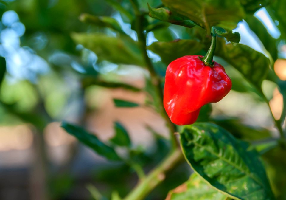 Sweet chili in Venezuela