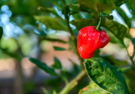 Sweet chili in Venezuela