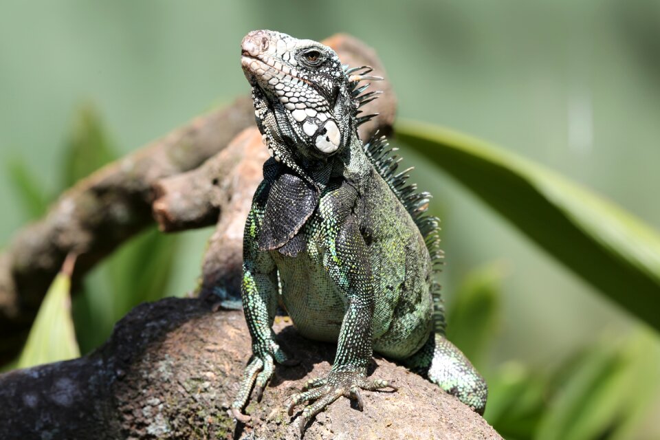 Lizard looking wild