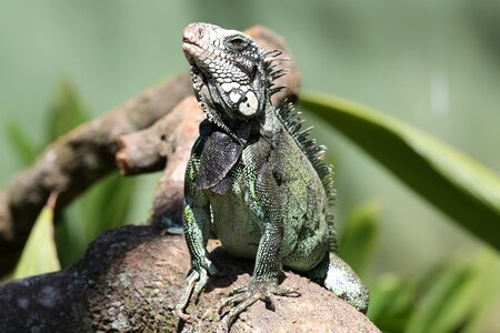 Lizard looking wild