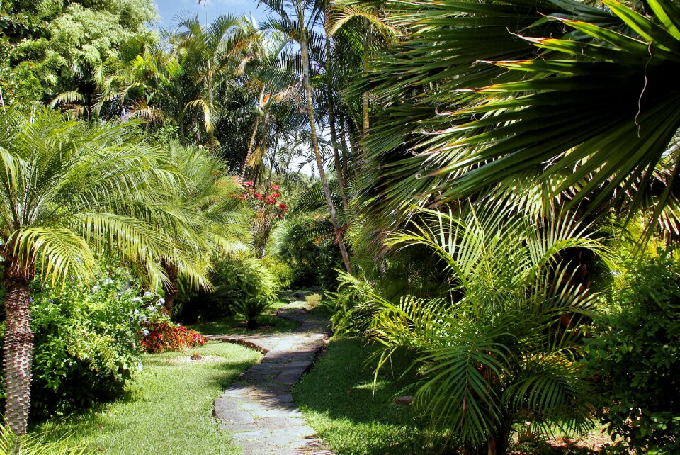 Path landscaped park palmettos