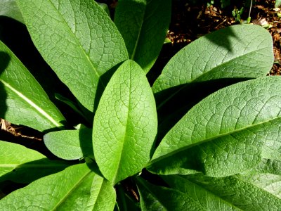 Symphytum officinale Parc floral