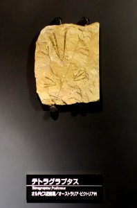 Tetragraptus fruticosus - National Museum of Nature and Science, Tokyo - DSC07696