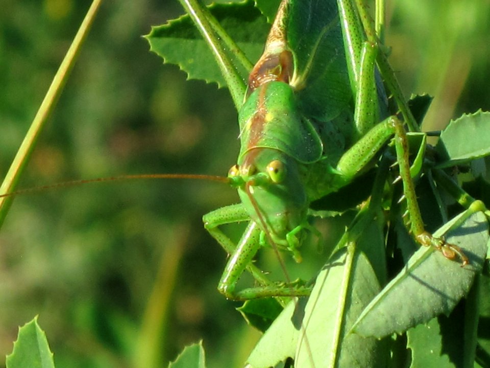 Tettigonia viridissima (Great Green Bush-Cricket), Arnhem, the Netherlands