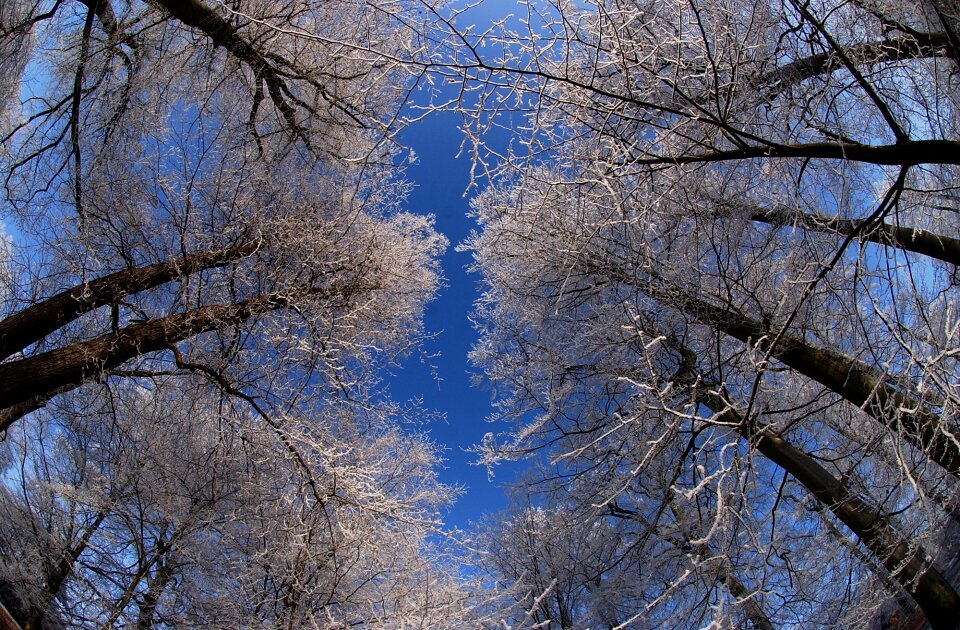 Trees cold from where i stand