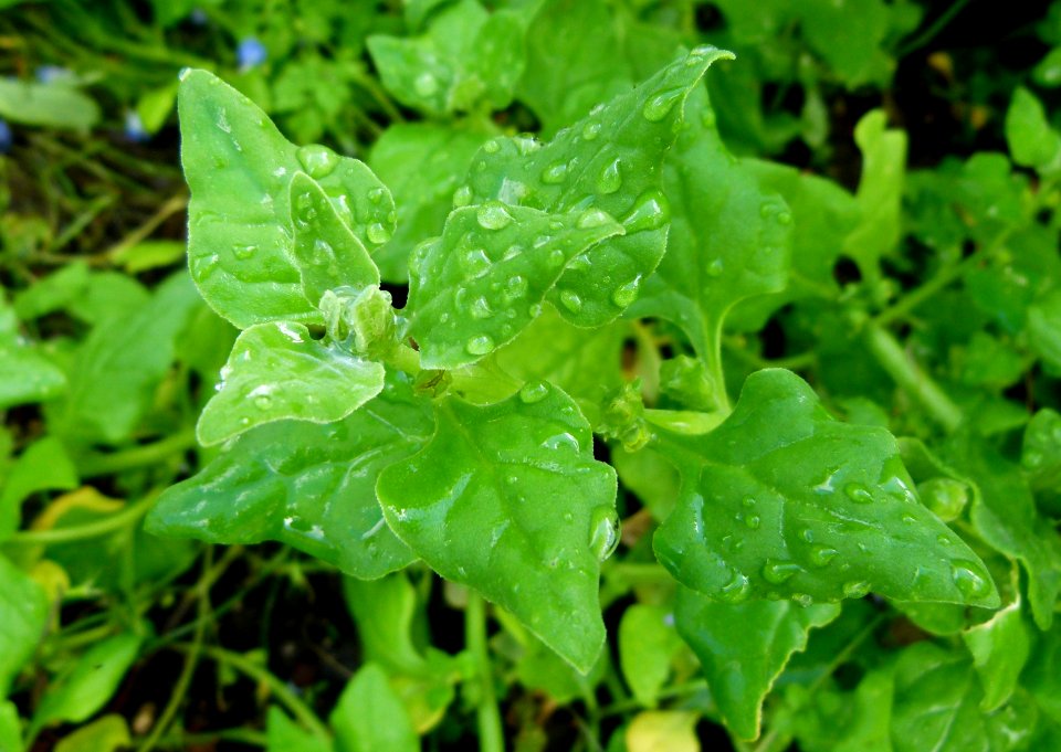 Tetragone cornue