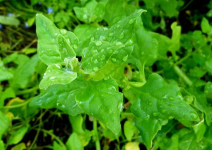 Tetragone cornue