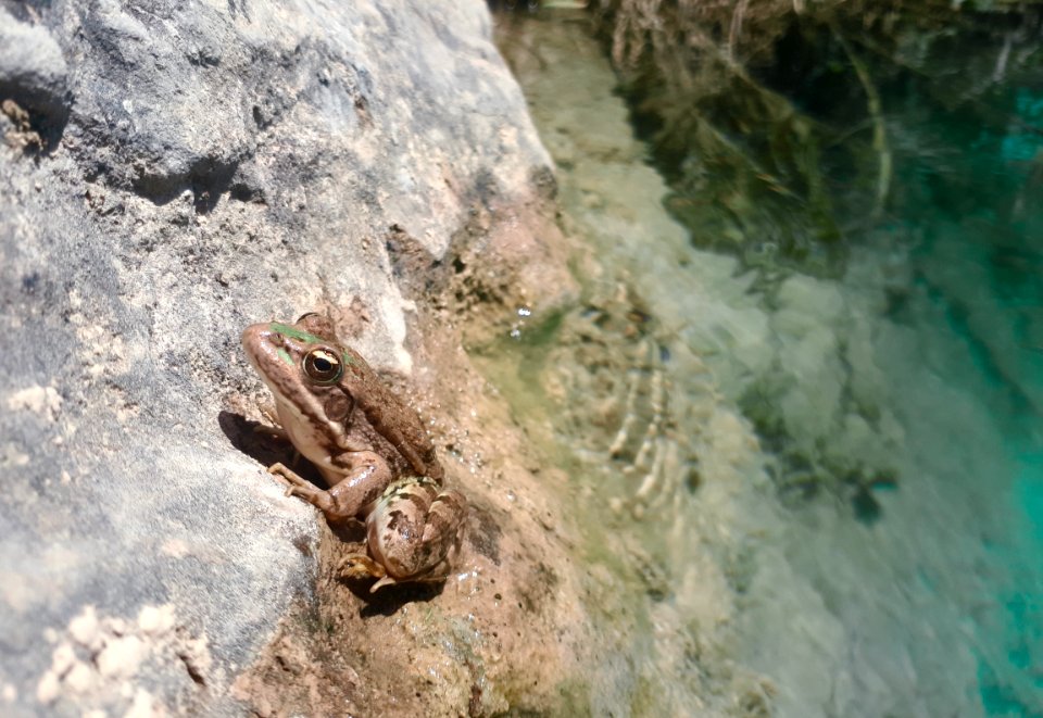 Swimming upstream from the Nahla Valley, a mixed Assyrian and Kurdish area in the Kurdistan Region of Iraq 04