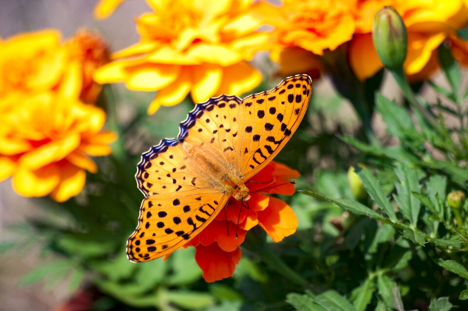 Insect natural bug