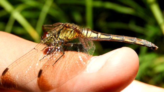 Sympetrum eroticum eroticum(Female,Japan,2017.10.04,c)